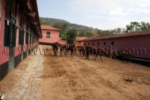 elevage cheval arabe- Le Haras de ChaouChaoua de Tiaret,