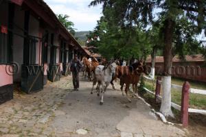 chevaux arabes photos- Le Haras de ChaouChaoua de Tiaret,