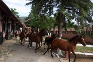 pur sang arabe prix Le Haras de ChaouChaoua de Tiaret