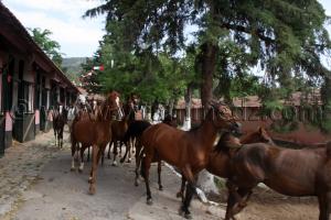 pur sang arabe a vendre Le Haras de ChaouChaoua de Tiaret