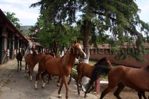 pur sang arabe forum Le Haras de ChaouChaoua de Tiaret