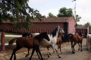 chevaux arabes se battant dans une écurie Le Haras de ChaouChaoua de Tiaret
