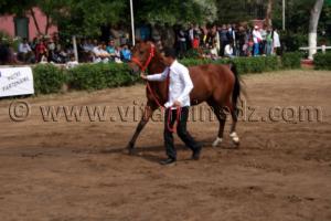 Vente pur sang arabe Le Haras de ChaouChaoua de Tiaret
