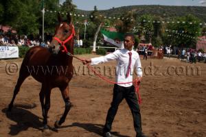 pur sang arabe a vendre Le Haras de ChaouChaoua de Tiaret