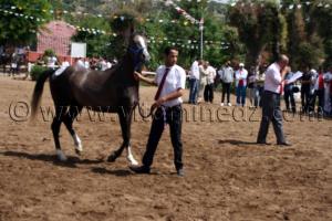 vente de chevaux arabes Le Haras de ChaouChaoua de Tiaret,