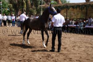 pur sang arabe a vendre pas cher Le Haras de ChaouChaoua de Tiaret