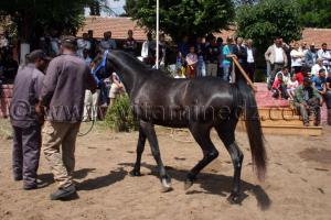 chevaux pur sang arabe en vente - Le Haras de ChaouChaoua de Tiaret