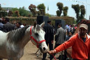 elevage de pur sang arabe Le Haras de ChaouChaoua de Tiaret