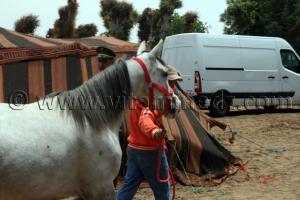 achat cheval arabe Le Haras de ChaouChaoua de Tiaret