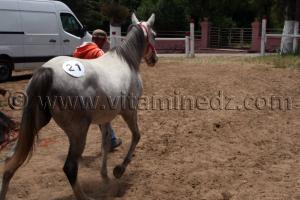 Le Haras de ChaouChaoua de Tiaret, vente de chevaux arabes