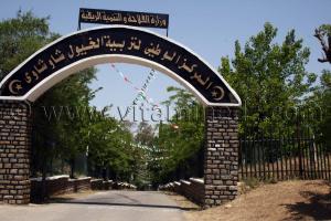 Le Haras de ChaouChaoua de Tiaret une référence pour le cheval algerien
