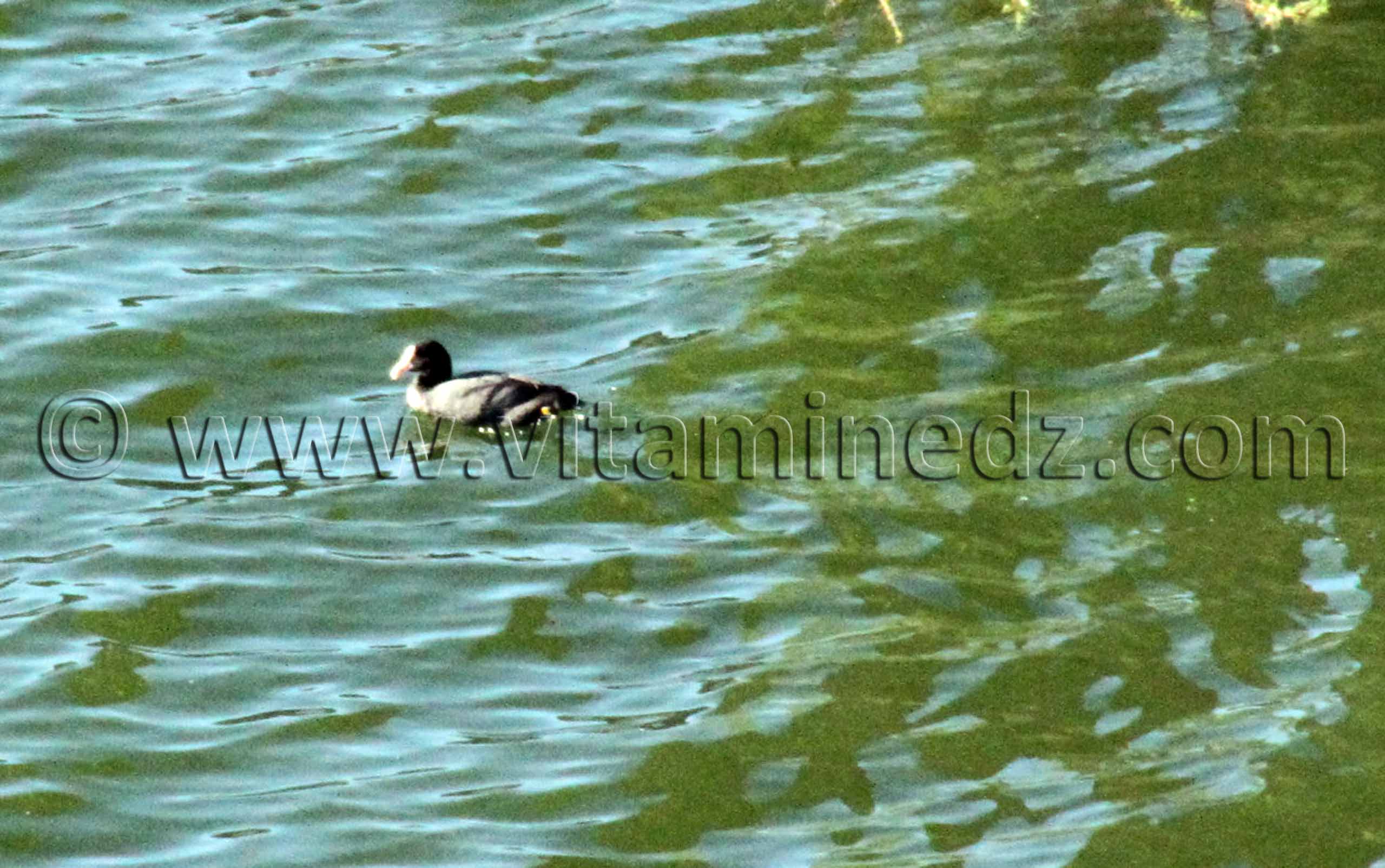 Canard sauvage au barrage de Hammam Boughrara