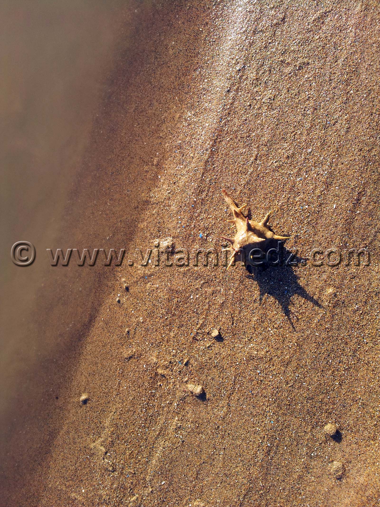 Coquillage, Rachgoun, Oued Tafna, Commune de Beni Saf