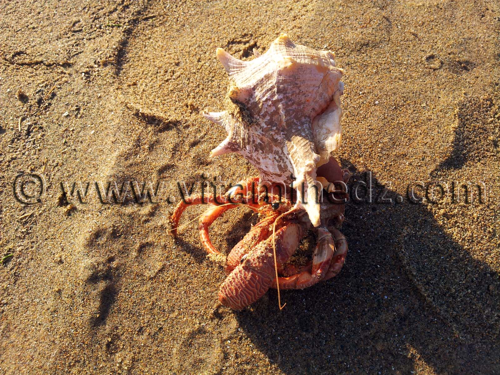 mollusques à coquille, Rachgoun, Oued Tafna, Commune de Beni Saf