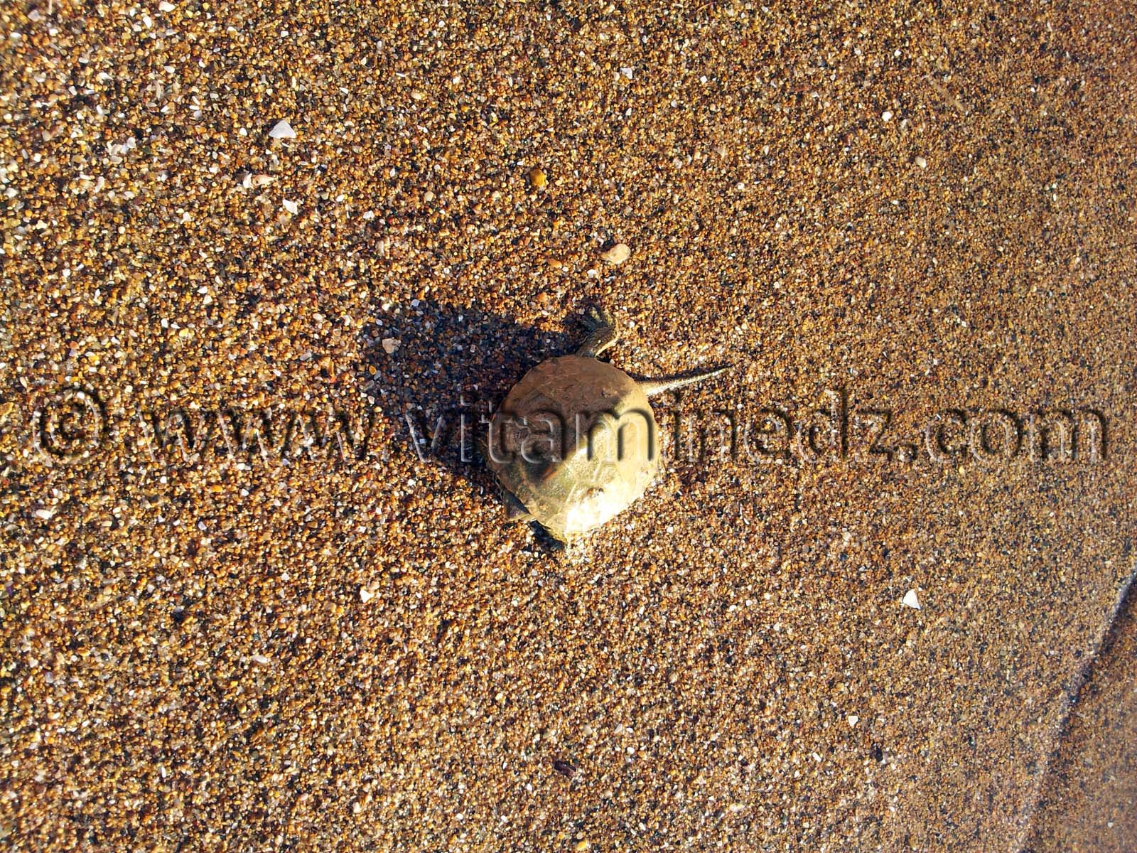 Tortue Rachgoun, Oued Tafna, Commune de Beni Saf