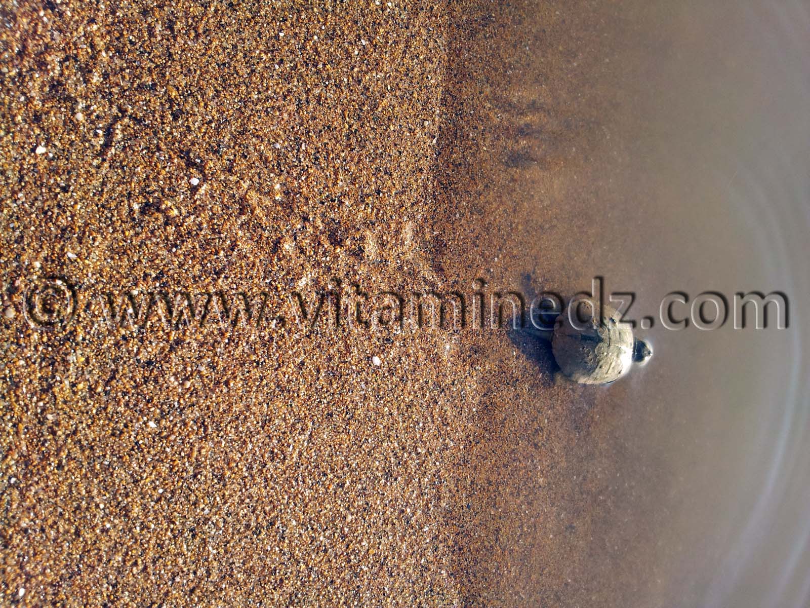 TORTUE, (Turtle) Rachgoun, Oued Tafna, Commune de Beni Saf