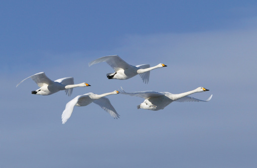 Parc national d'El Kala (El Tarf):  Une journée pour l’environnement au bord du lac Tonga 