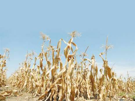 Trois wilayas de l’est sinistrées à cause de la sécheresse: Sale temps pour les fellahs