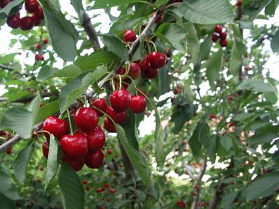 TLEMCEN -  La fête de la cerise revient