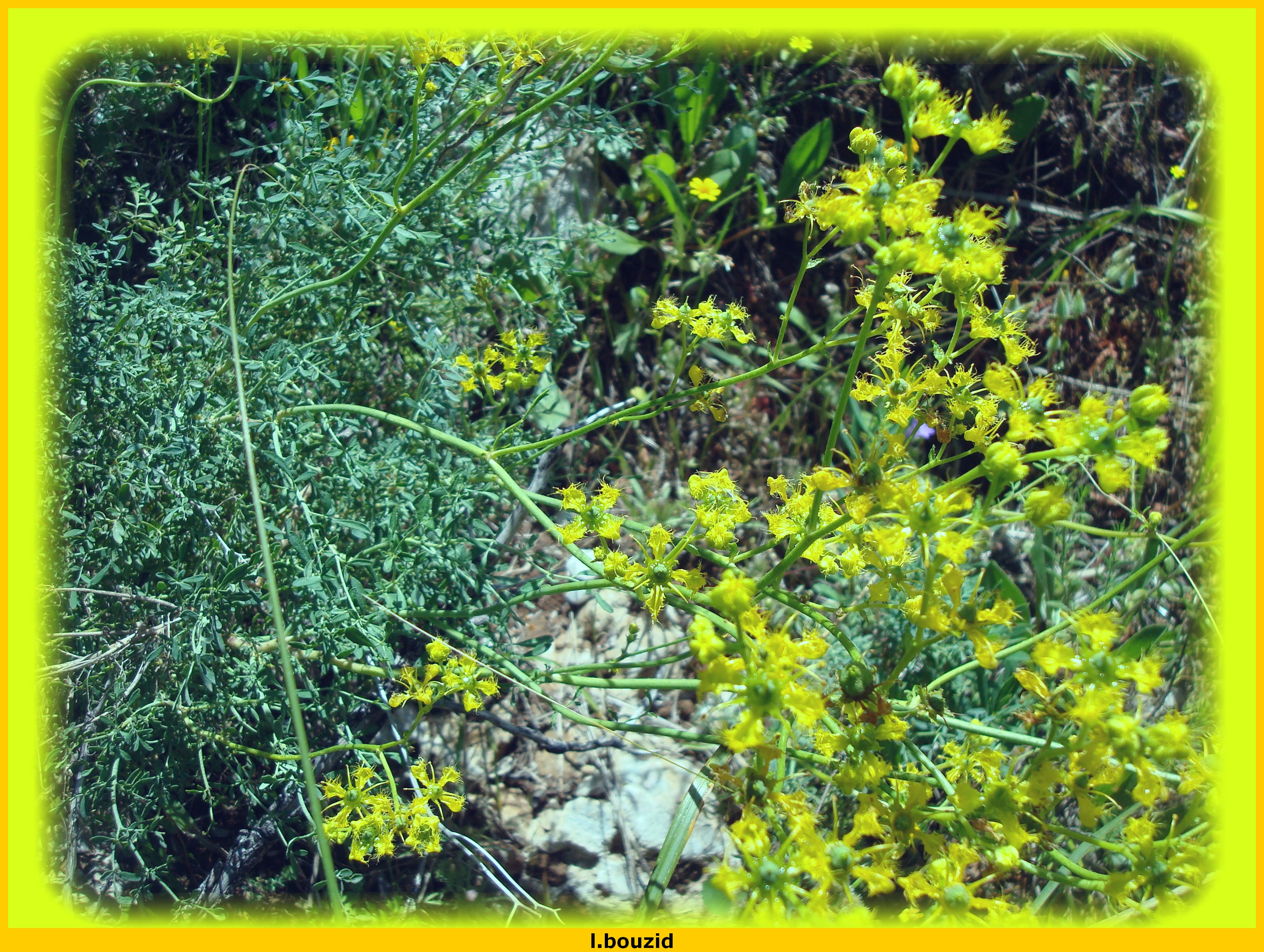 Rue(Ruta graveolens) en fleurs
