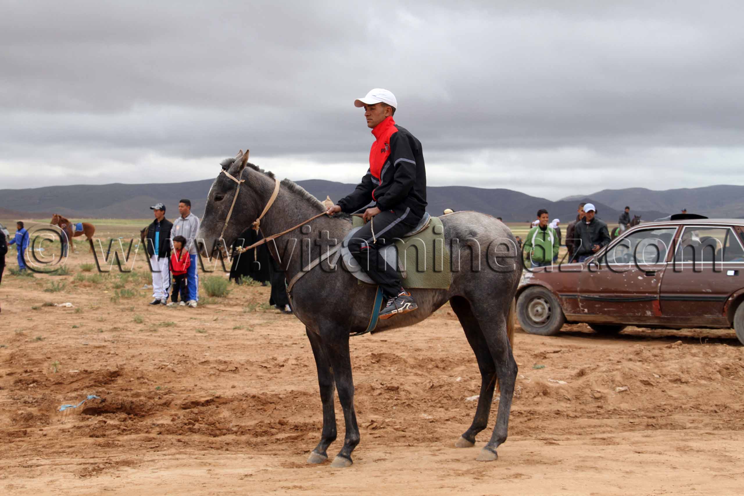 Jeune Cheval de course à Tlemcen  Waada de Magoura, commune d'El Bouihi, et course hippique organisée en parallèle