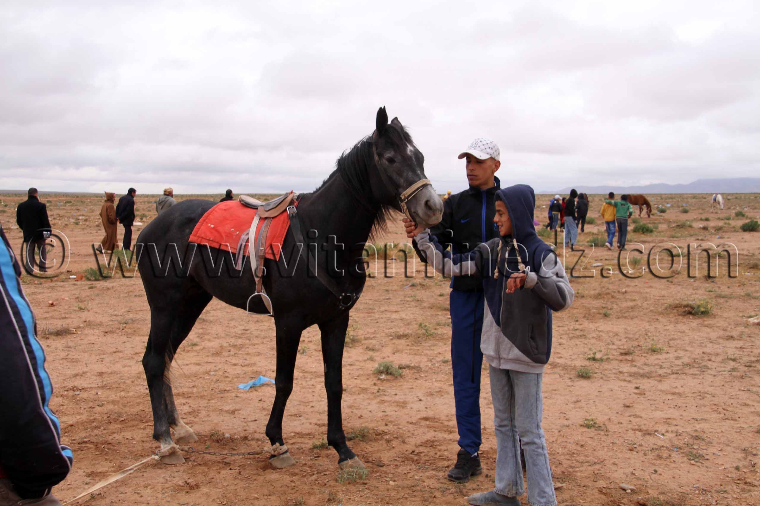 Jeune cheval de course Tlemcen  Waada de Magoura, commune d'El Bouihi, et course hippique organisée en parallèle