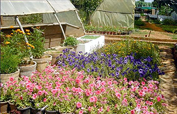 El-Attaf (Aïn Defla) -  Association des amis de l’environnement et de la protection du patrimoine: Projet de pépinière pour enraciner la culture de l’arbre