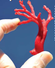 EXPLOITATION ILLÉGALE DU CORAIL À EL TARF:  Le mutisme du ministre de la Pêche