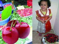 IBOUDRARÈNE -  Quatrième édition de la Fête de la cerise