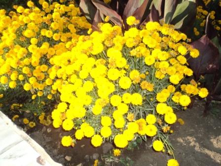 Place du 8 mai 1945 à Sétif