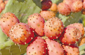 Gastronomie du M’Zab: Les raquettes des figues de barbarie refont surface