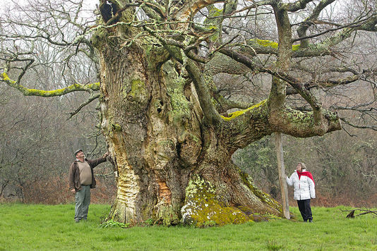 Planète - France:  Un chêne millénaire élu arbre de l'année 2013