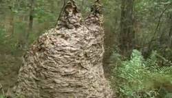 Planète - Etats-Unis:  Ce nid géant contenait près d'un million de guêpes!