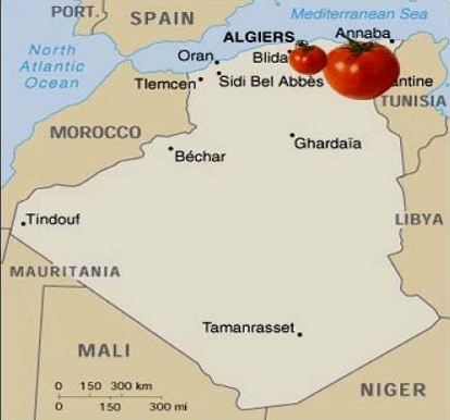 Visite de Rachid BenaÏssa à Guelma:  Pour une mécanisation accrue de la culture des tomates