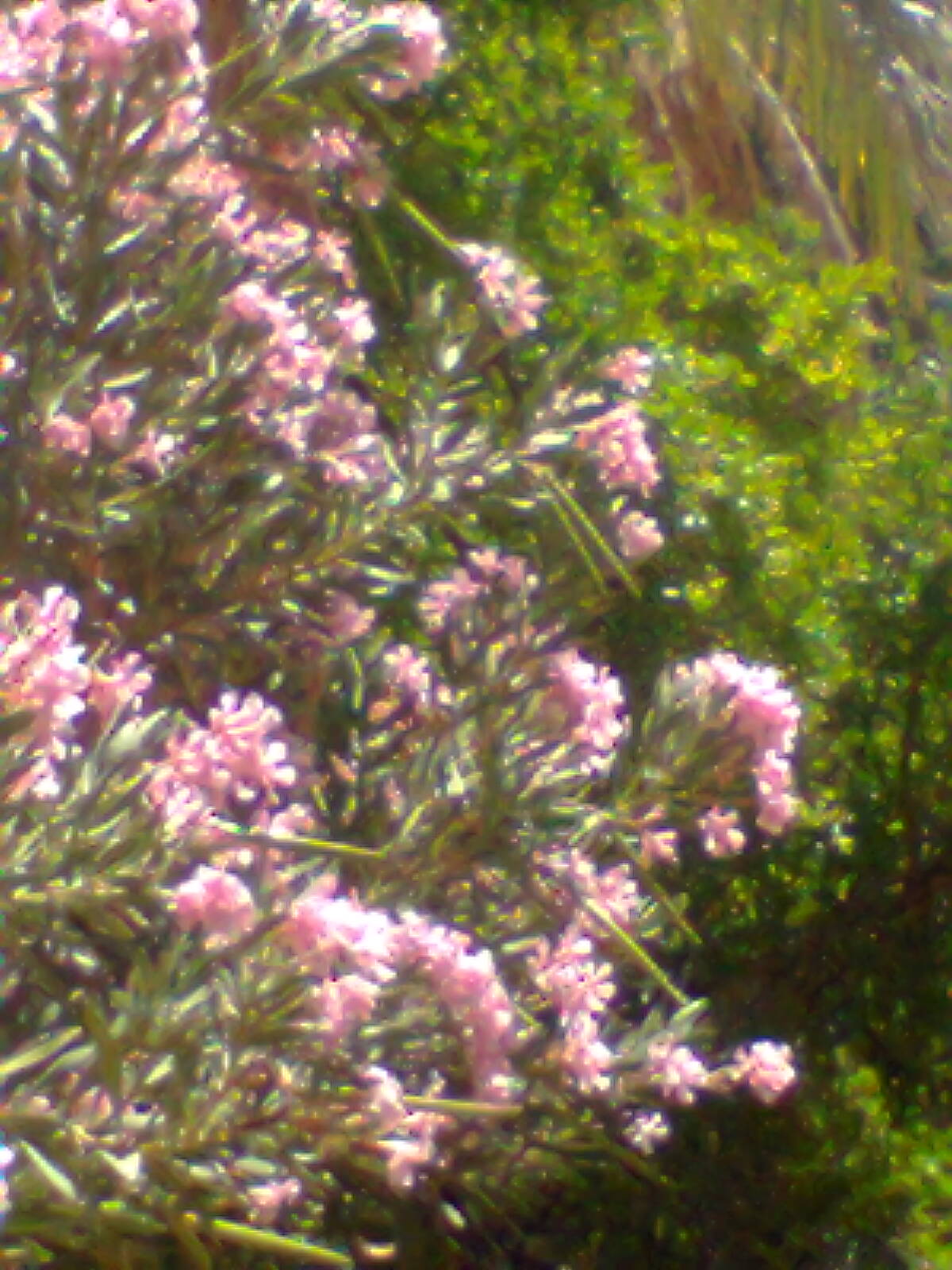 مناظر من بلادي