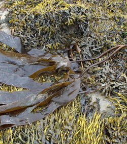 Planète - Europe: Une espèce d’algue brune pourrait disparaître à cause du réchauffement climatique