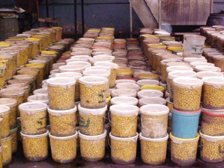 Sig (Mascara) - Les importations menacent la production d’olive de table