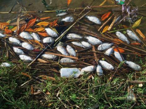 Barrage de Beni Haroun (Mila) - Mort violente pour nos poissons d'eau douce