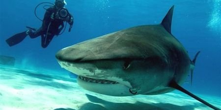 Planète - Le moustique tue 80.000 fois plus que le requin