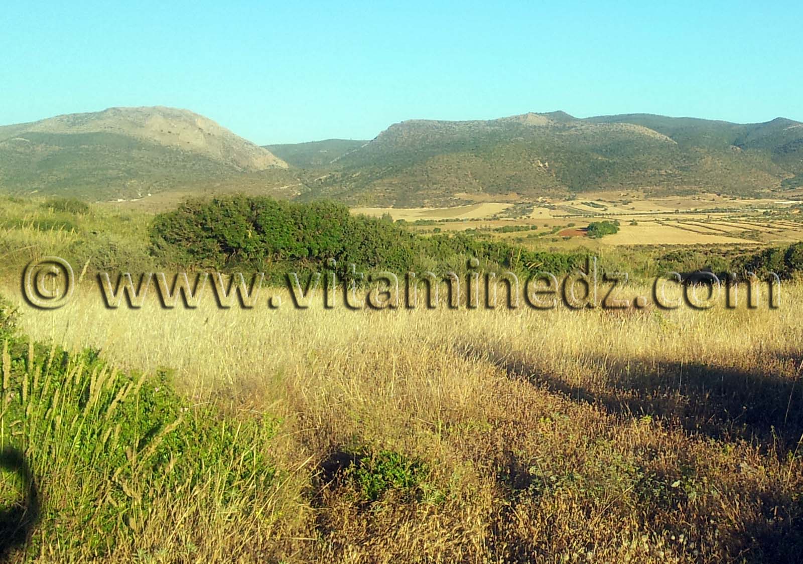 Terres à Tagma, Sidi El Abdelli