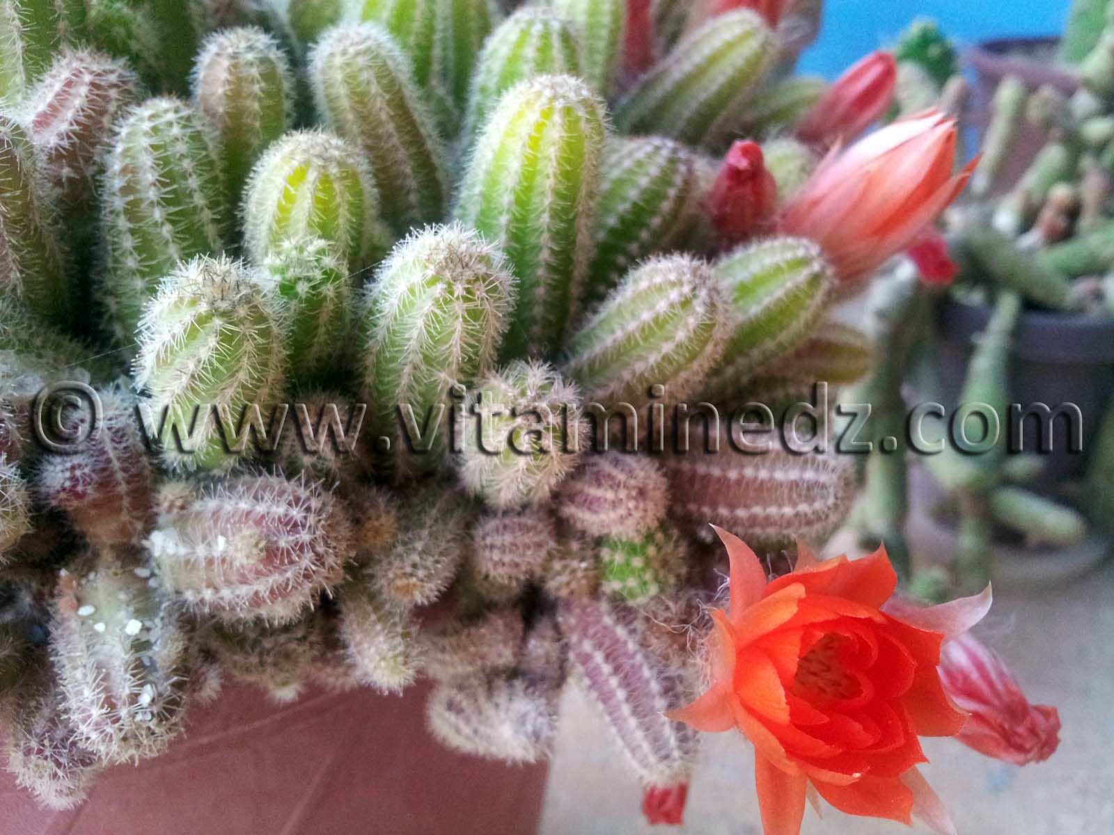 Fleur de Plante cactus