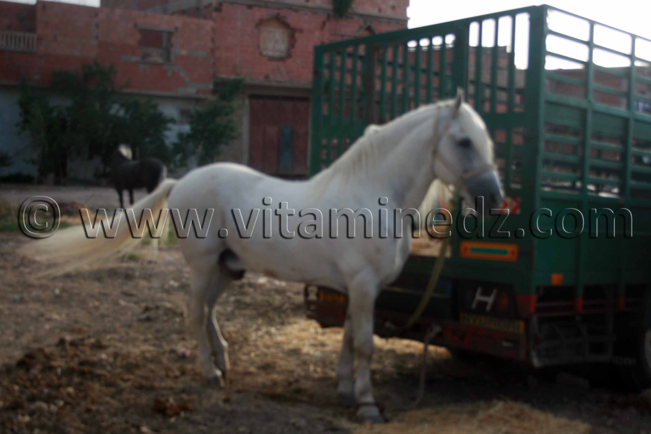 Cheval Barbe - Salon du Cheval de Tiaret (8ème édition - Juin 2013) - Fantasia, fête populaire.