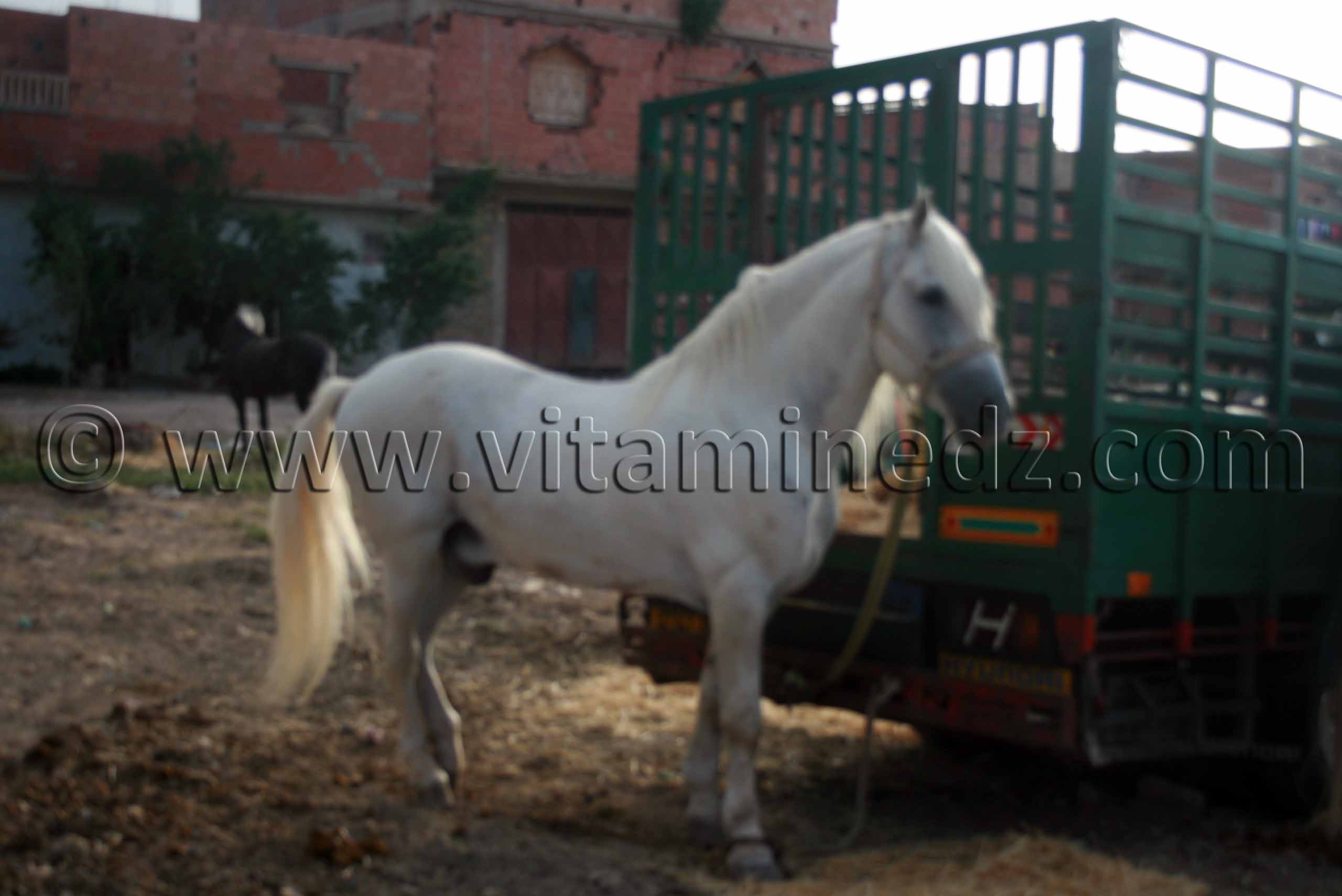 Cheval blanc barbe au Salon du Cheval de Tiaret (8ème édition - Juin 2013) - Fantasia, fête populaire.