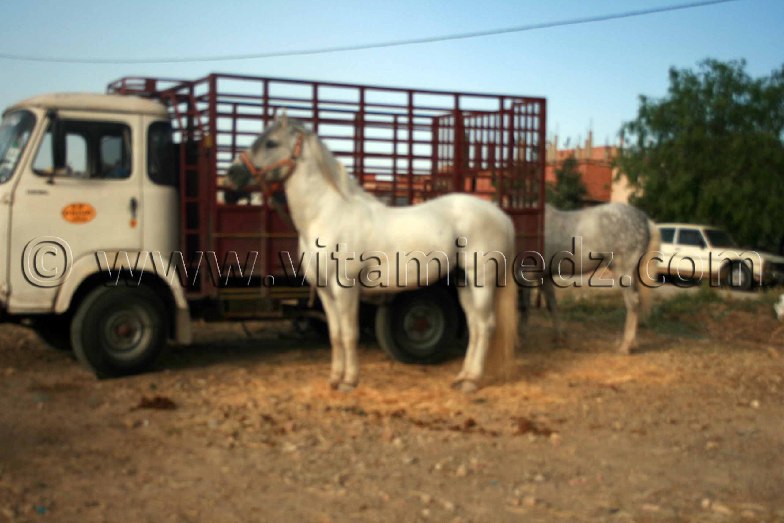 Chevaux barbes au Salon du Cheval de Tiaret (8ème édition - Juin 2013) - Fantasia, fête populaire.