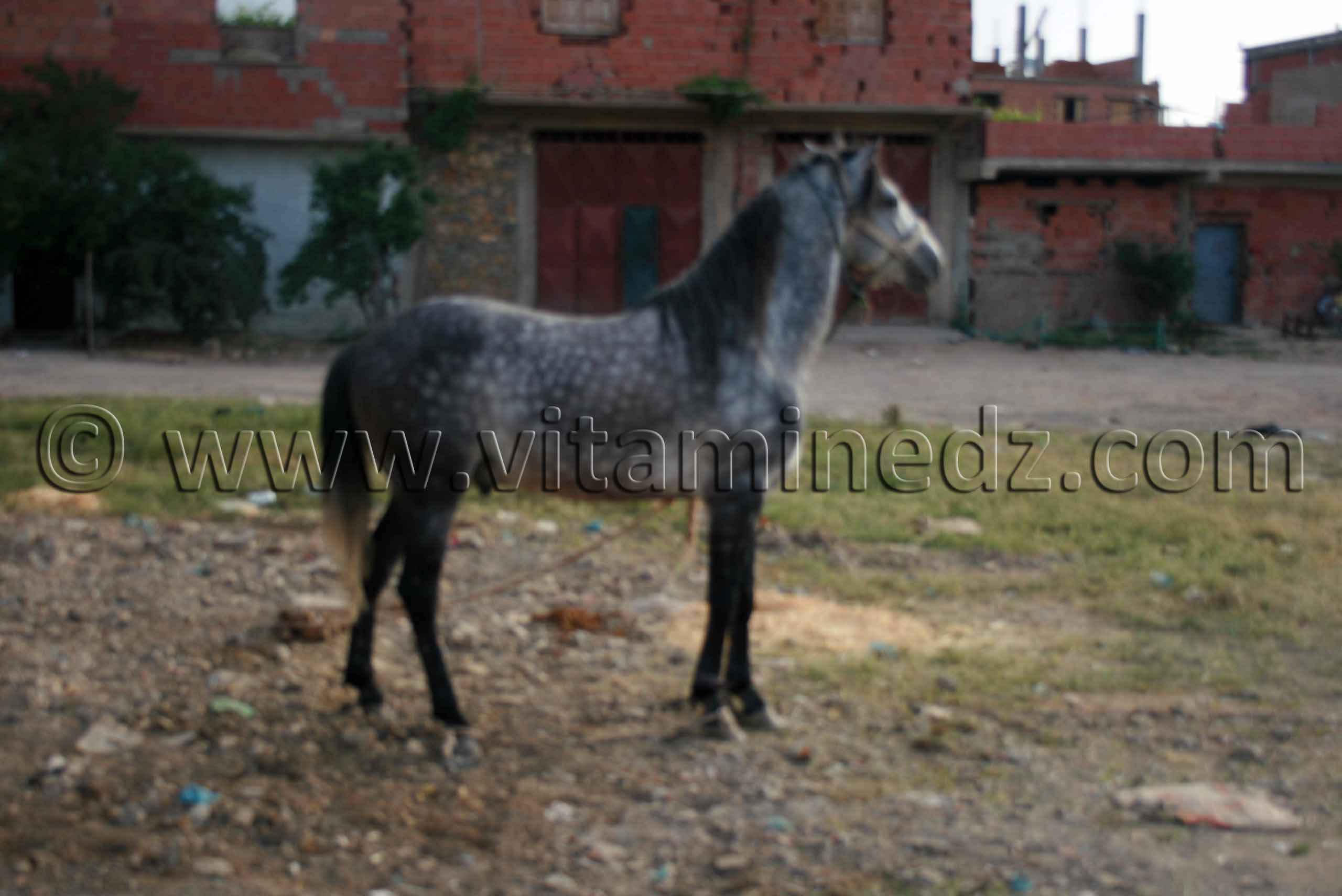 Photos Salon du Cheval de Tiaret (8ème édition - Juin 2013) - Fantasia, fête populaire.