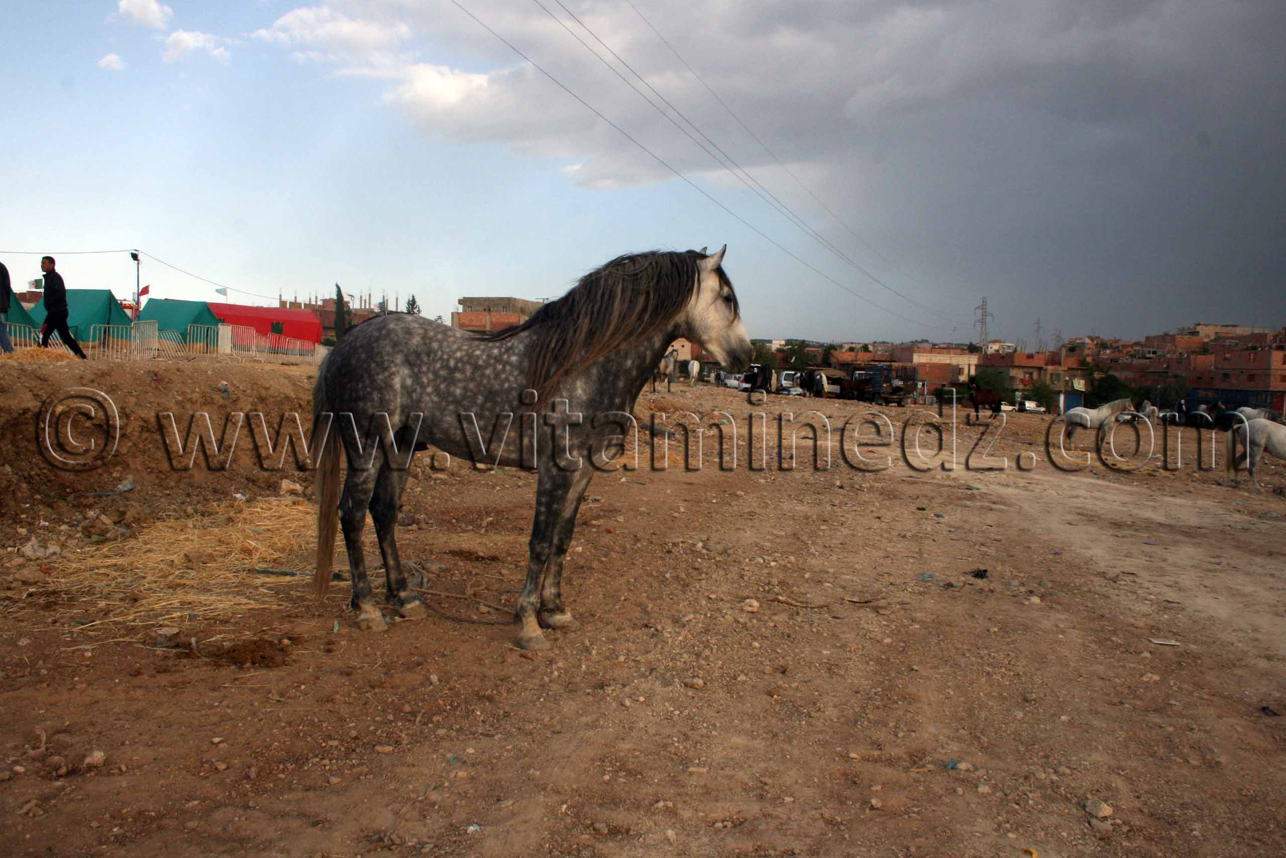 Salon du Cheval de Tiaret (8ème édition - Juin 2013) - Fantasia, fête populaire.