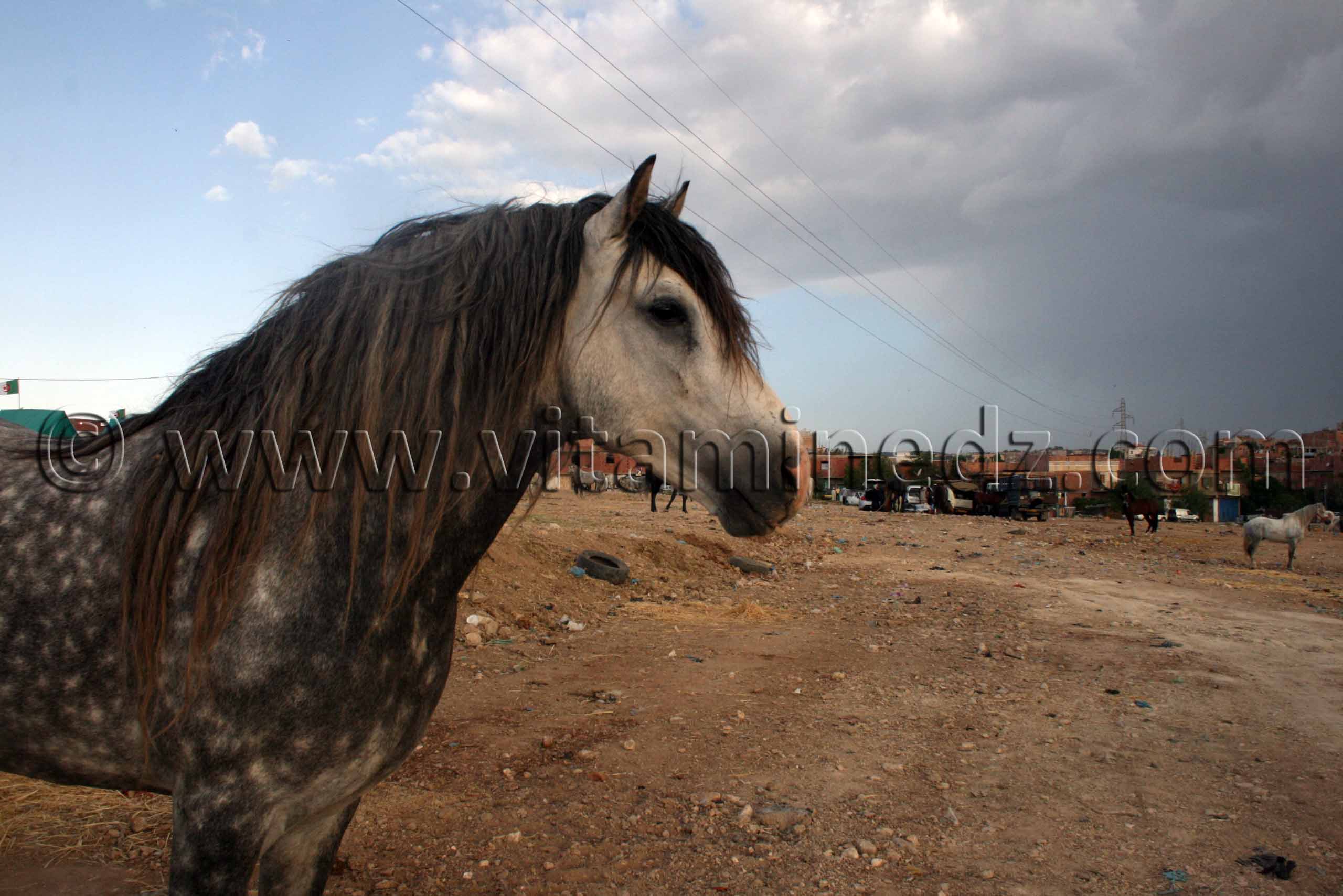 Cheval barde Salon du Cheval de Tiaret (8ème édition - Juin 2013) - Fantasia, fête populaire.