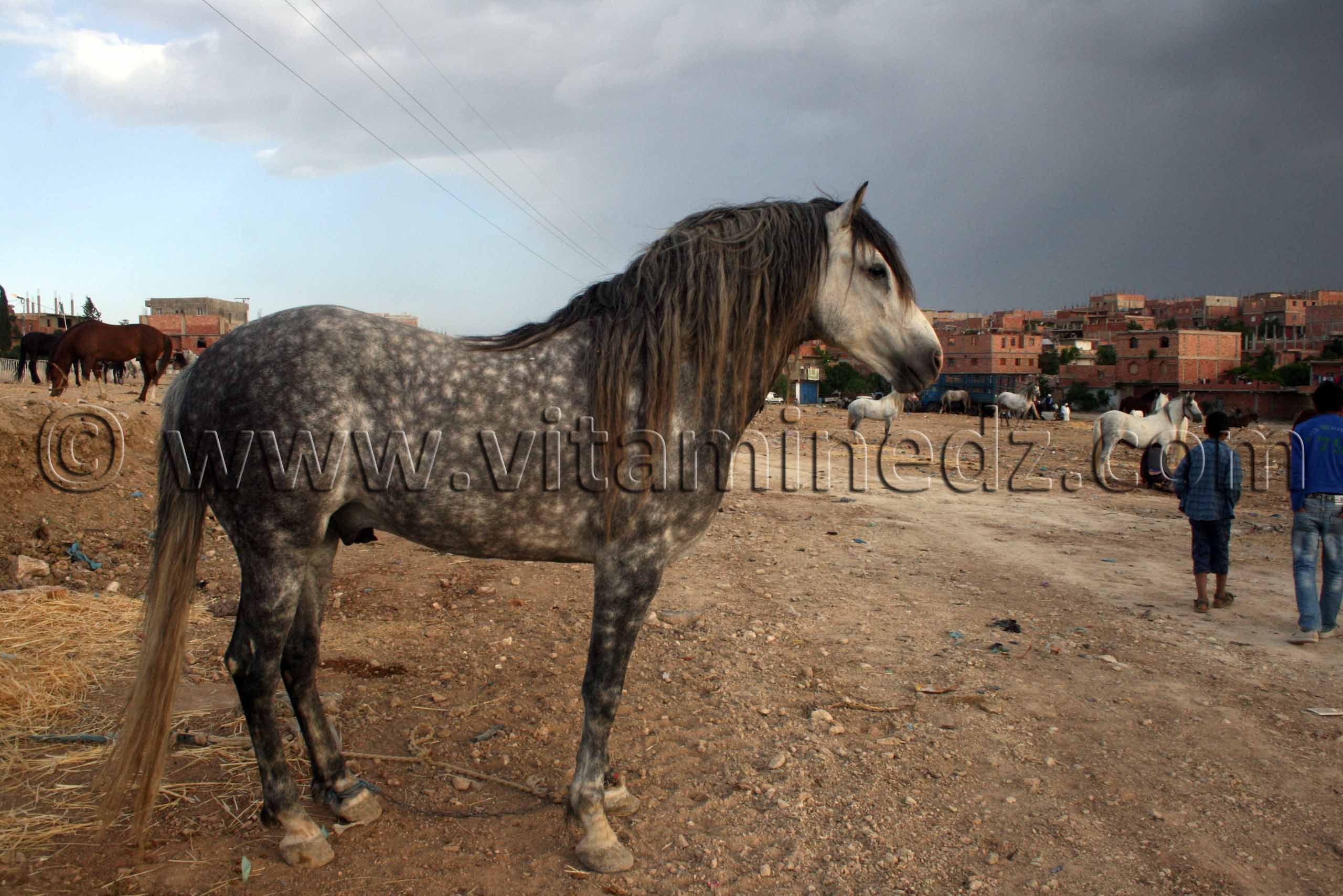 Photo de cheval barbe au Salon du Cheval de Tiaret (8ème édition - Juin 2013) - Fantasia, fête populaire.