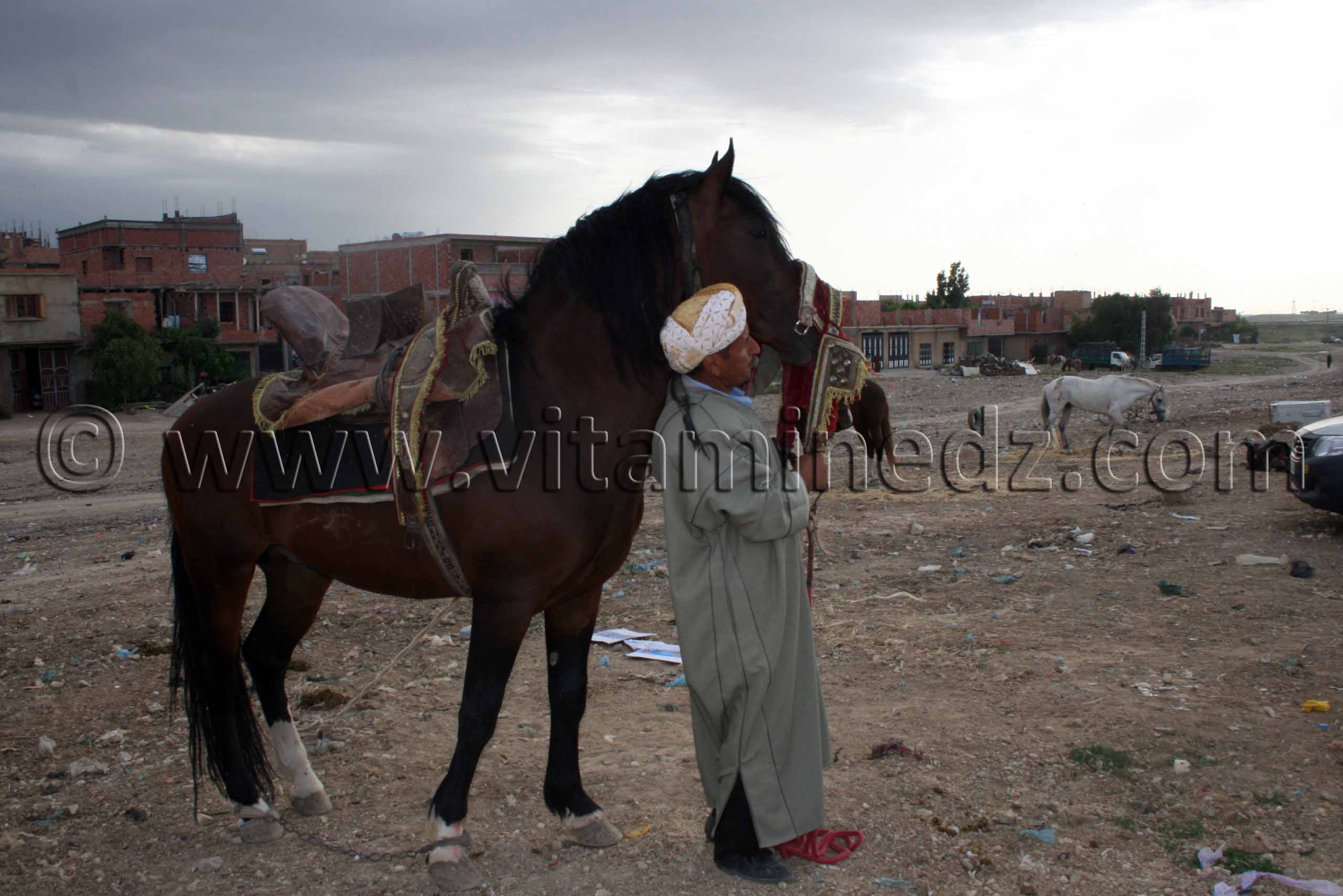 Salon du Cheval de Tiaret (8ème édition - Juin 2013) - Fantasia, fête populaire.
