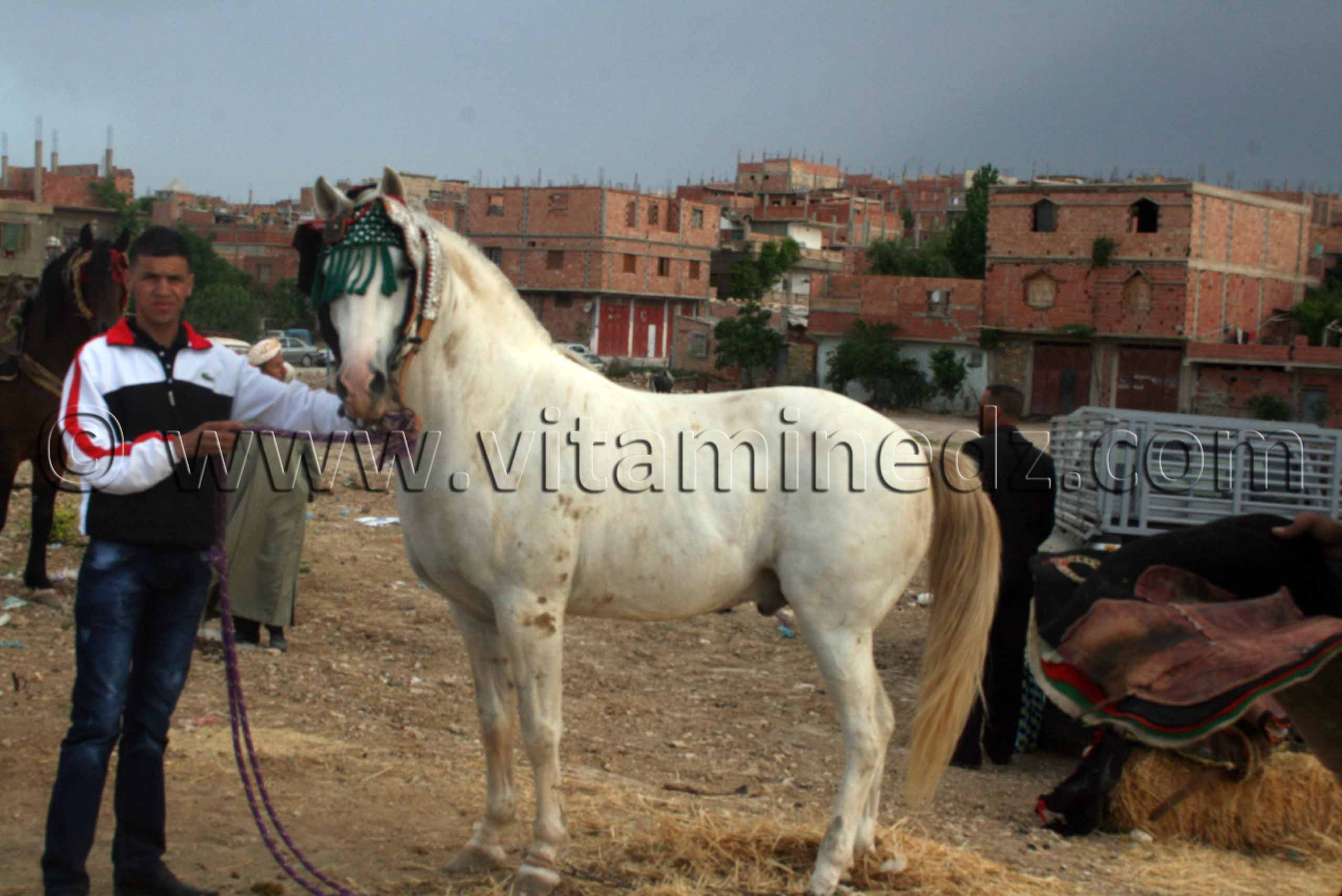 Très beau cheval au Salon du Cheval de Tiaret (8ème édition - Juin 2013) - Fantasia, fête populaire.
